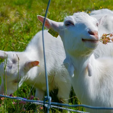 Log With Mountain View